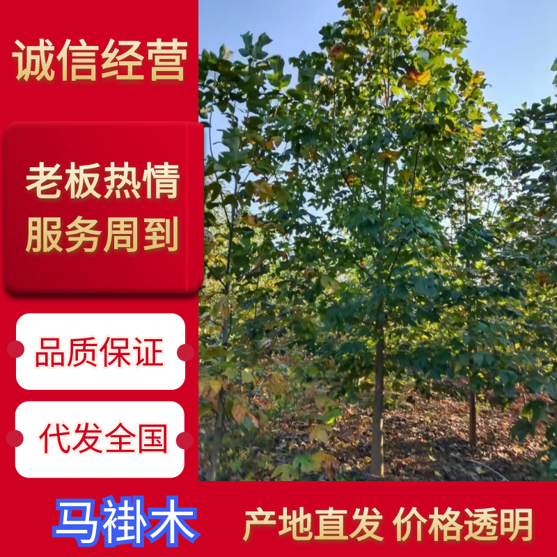 江西鹅掌楸一手货源库存充足全国可发货可视频看货欢迎咨询！