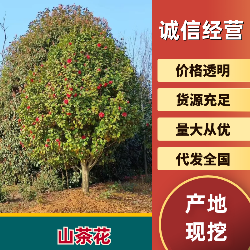 江西山茶树苗货源充足量大从优欢迎老板选购可视频看货
