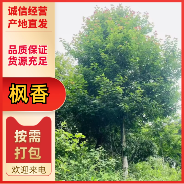 江西枫香苗基地直发量大从优成活率高欢迎来电可视频看货