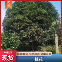 江西四季桂质量保证货源充足量大从优可视频看货