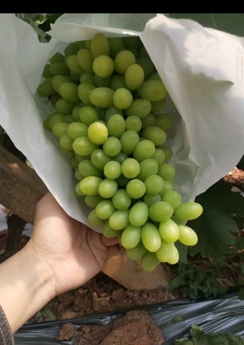 元谋青提，品质保证，价格优惠，产地直发，诚信商家