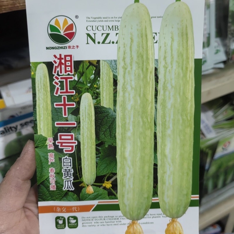湘江十一号白黄瓜种子杂交早熟青丝黄瓜种子强磁型