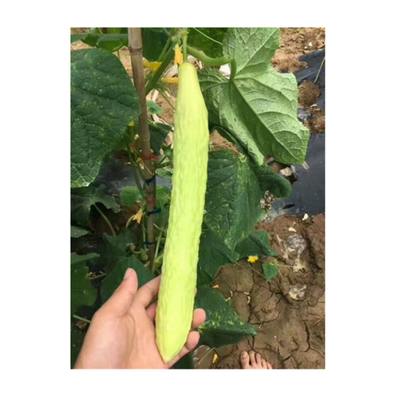 湘江十一号白黄瓜种子杂交早熟青丝黄瓜种子强磁型