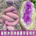 冰淇淋红薯一点红番薯批发零售广东茂名直销