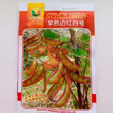 早熟边红四季扁豆种子荚边紫红色早熟扁豆种子眉豆种子