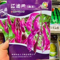 红遍天扁豆种子荚全紫红早熟结荚位低耐热耐旱