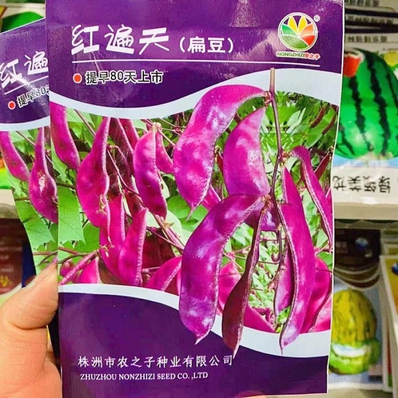 红遍天扁豆种子荚全紫红早熟结荚位低耐热耐旱
