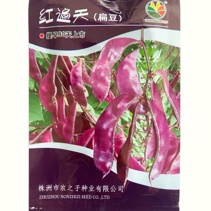 红遍天扁豆种子荚全紫红早熟结荚位低耐热耐旱