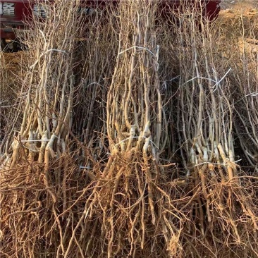 优质药用酸枣树苗河北苗木基地直供质量保证成活率高
