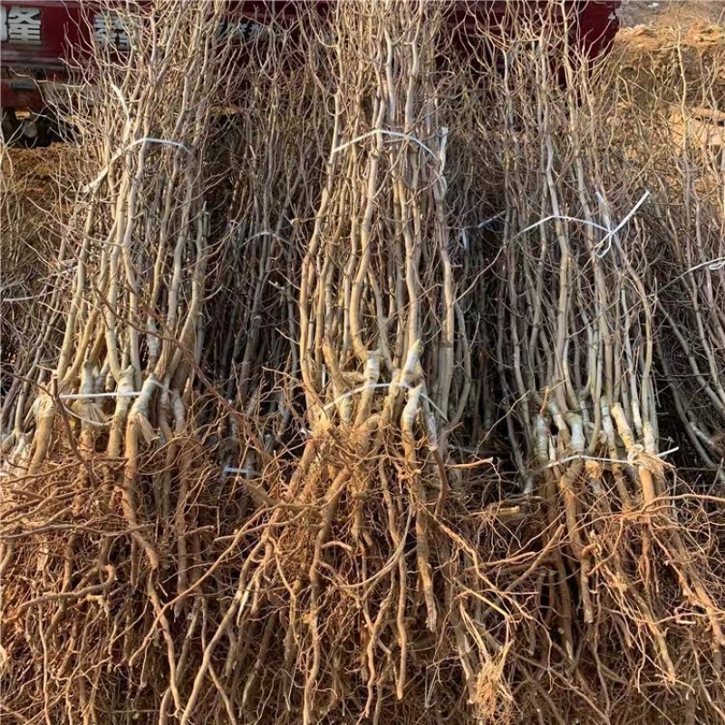 优质药用酸枣树苗河北苗木基地直供质量保证成活率高