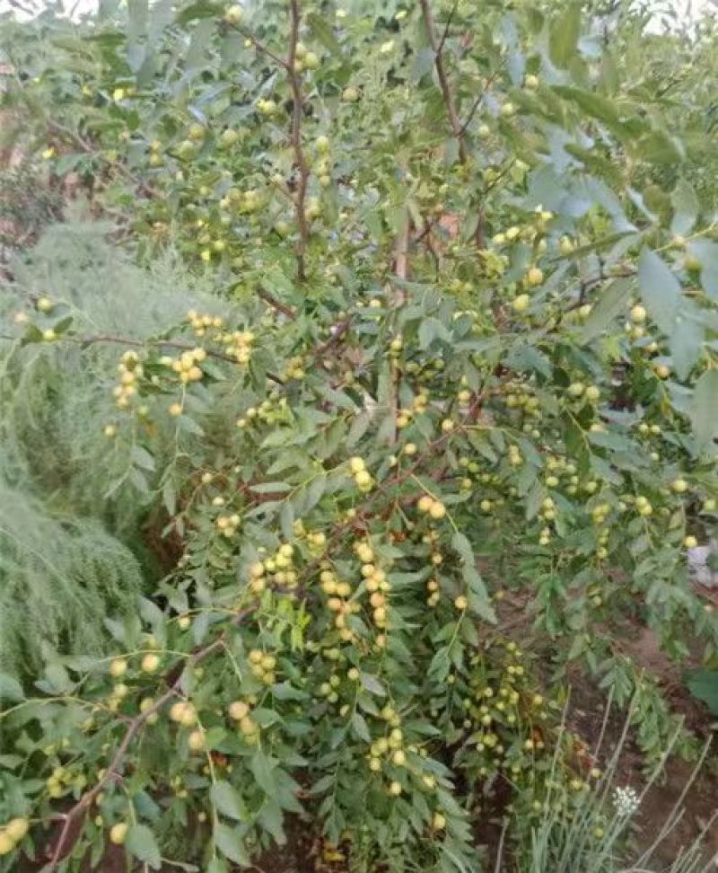优质药用酸枣树苗河北苗木基地直供质量保证成活率高