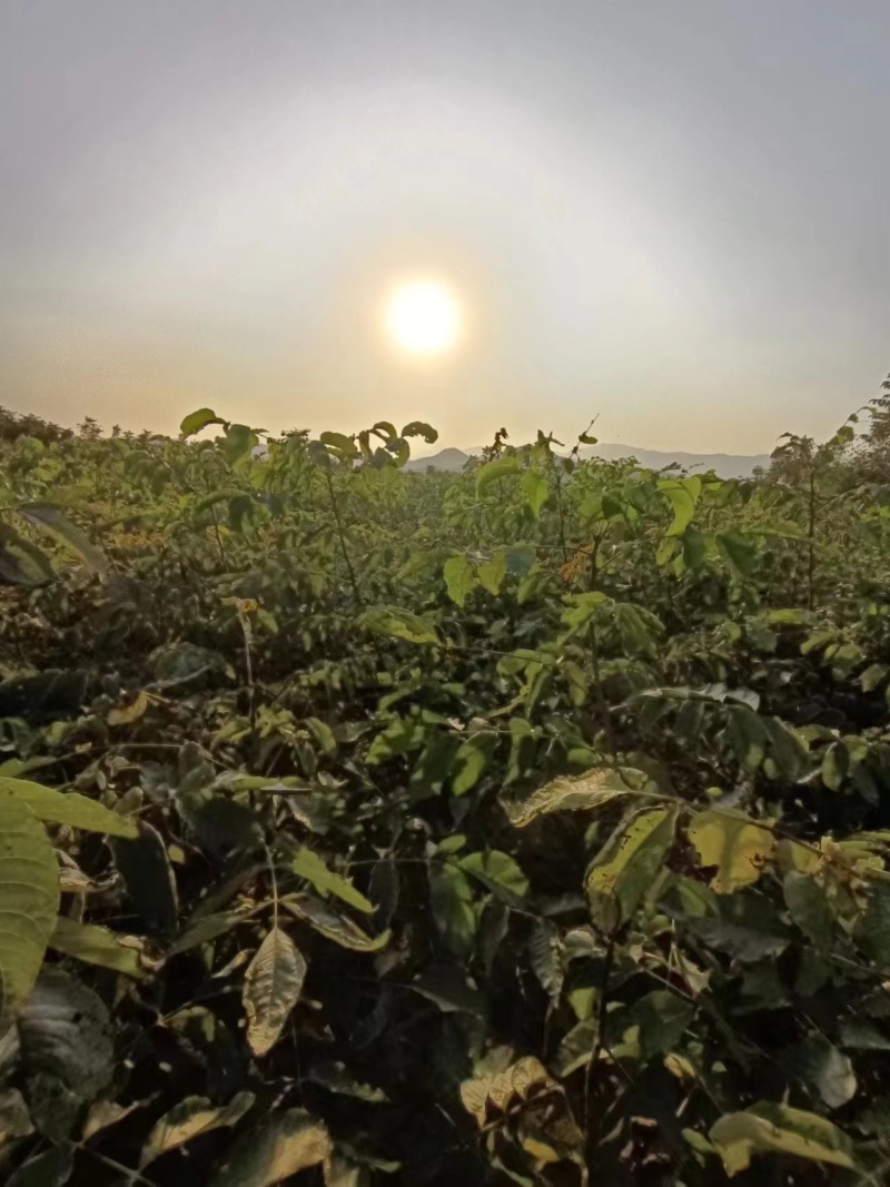 核桃苗嫁接核桃苗占地核桃树苗河北苗圃直发质量保证
