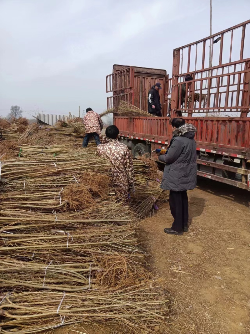 嫁接金叶榆河北石家庄苗木基地直供成活率高全国发货