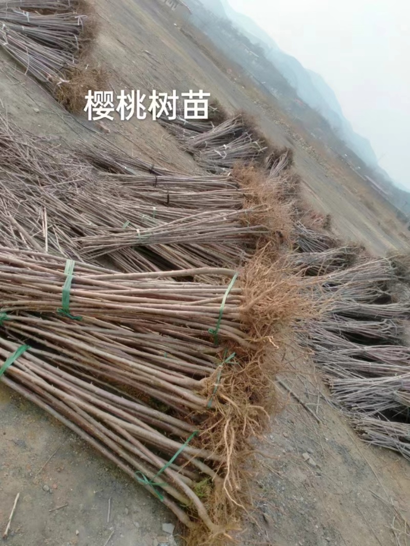优质嫁接樱桃苗河北赞皇县苗圃直供质量保证量大价优