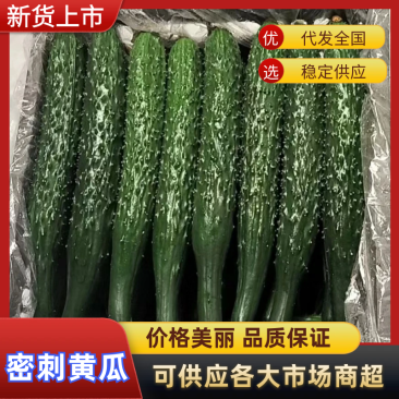 密刺精品黄瓜大量上市，质量保证，油亮绿瓤，产地直发