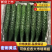 密刺精品黄瓜大量上市，质量保证，油亮绿瓤，产地直发