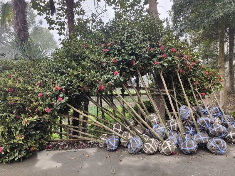 各规格高杆茶花树，一手货源，品质保证，诚信经营，欢迎来电