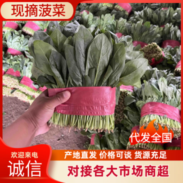 聊城陆地菠菜，大量上市保证质量，对接各大市场平台