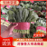 聊城陆地菠菜，大量上市保证质量，对接各大市场平台