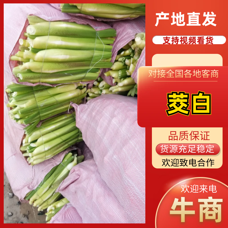 精品茭白，美人茭，茭白笋，十月茭，浙江丽水茭白产地直供