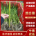 茭白种苗茭白7号3号8单季茭双季茭鱼虾蟹套养茭