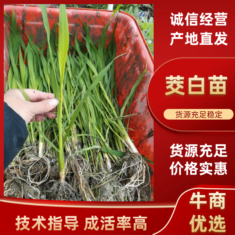 茭白种苗茭白7号3号8单季茭双季茭鱼虾蟹套养茭