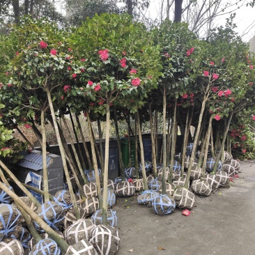 高杆茶花树，规格齐全，基地直发，诚信经营，可视频看货
