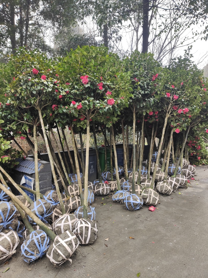 高杆茶花树，规格齐全，基地直发，诚信经营，可视频看货