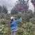 高杆茶花树，规格齐全，基地直发，诚信经营，可视频看货