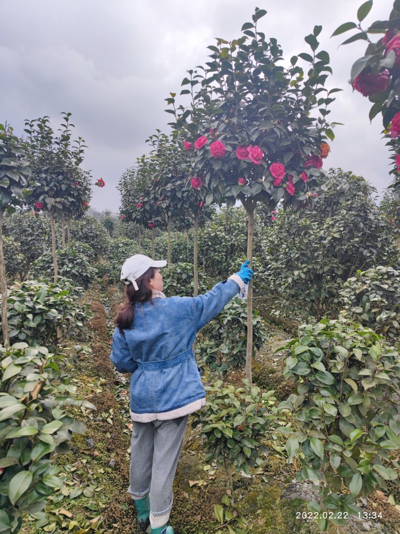 高杆茶花树，规格齐全，基地直发，诚信经营，可视频看货