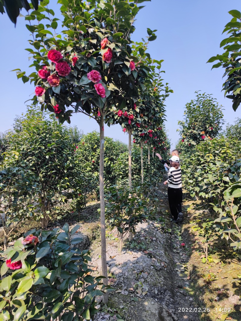 高杆茶花树，规格齐全，基地直发，诚信经营，可视频看货