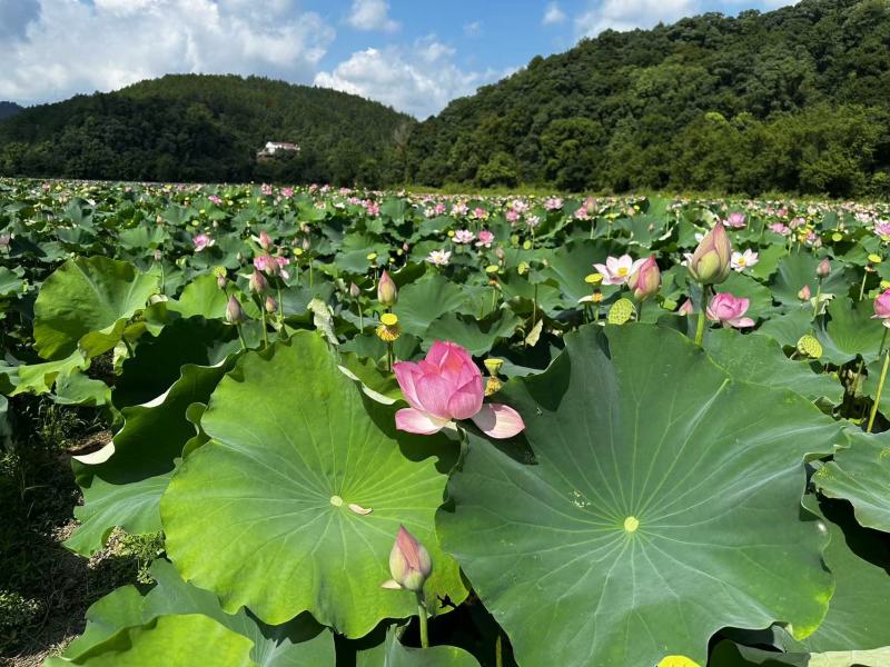 推荐荷花花型好基地直发价格实惠欢迎联系