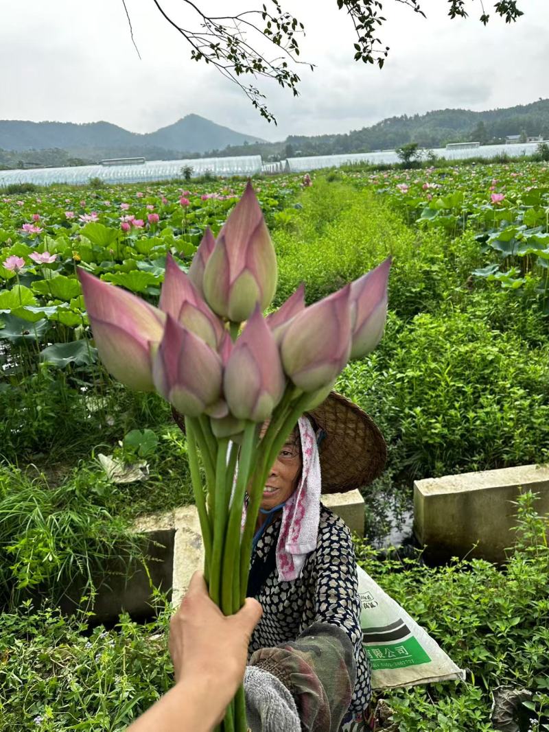 推荐荷花花型好基地直发价格实惠欢迎联系