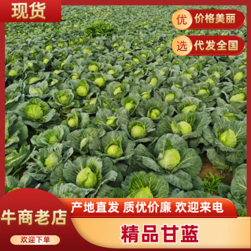 《精品甘蓝》平原基地圆包菜，货源充足。全国发货！