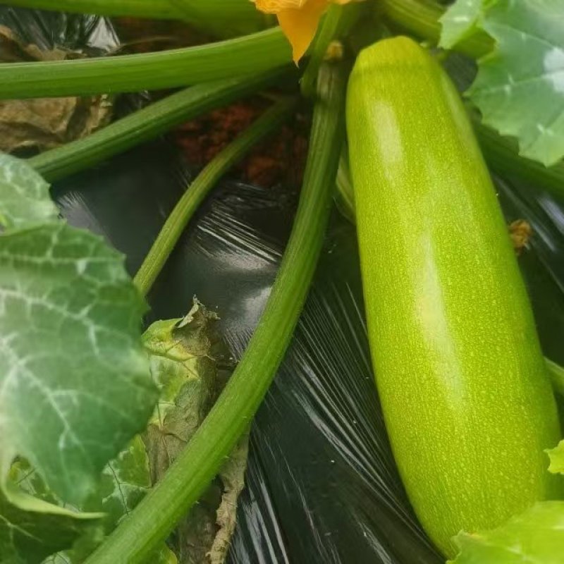 聊城西葫芦大量供货产地发货电商品质欢迎电话订货产地看货
