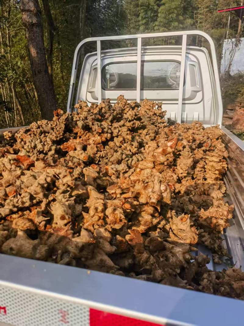 大量品质优良菝葜,现货速发，欢迎各位老板起来选购