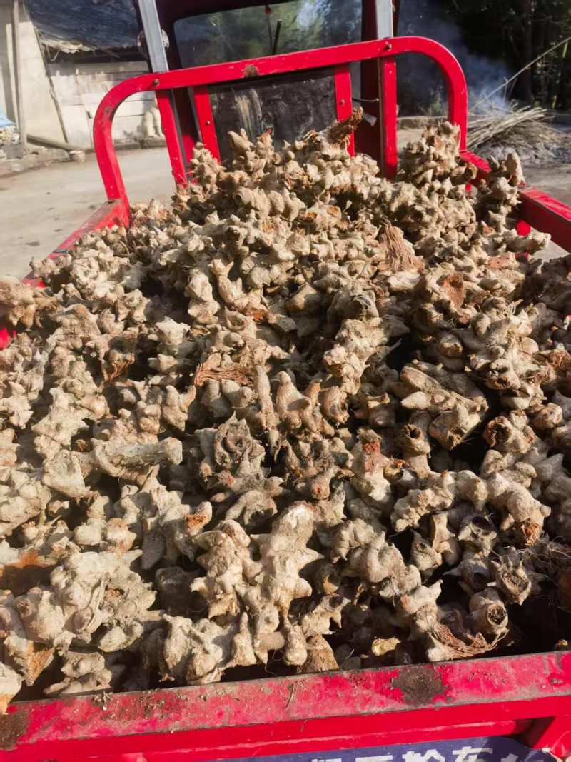 大量品质优良菝葜,现货速发，欢迎各位老板起来选购