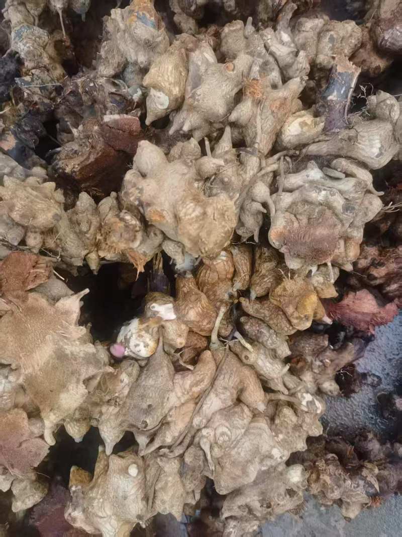 大量品质优良菝葜,现货速发，欢迎各位老板起来选购