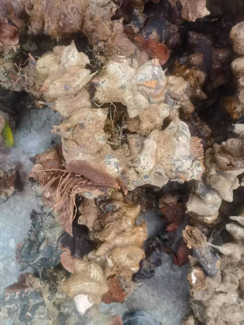 大量品质优良菝葜,现货速发，欢迎各位老板起来选购