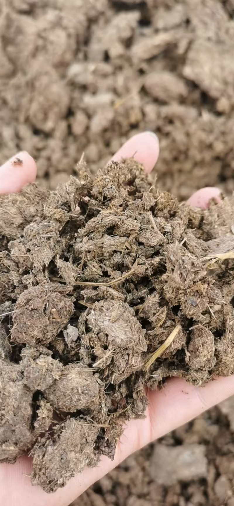 纯自然晒干牛粪和发酵牛粪价格优惠欢迎来电洽谈诚信经营
