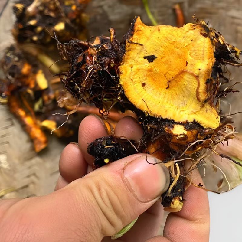 内江土大黄，大量现货速发，产品保质保量，欢迎老板选购