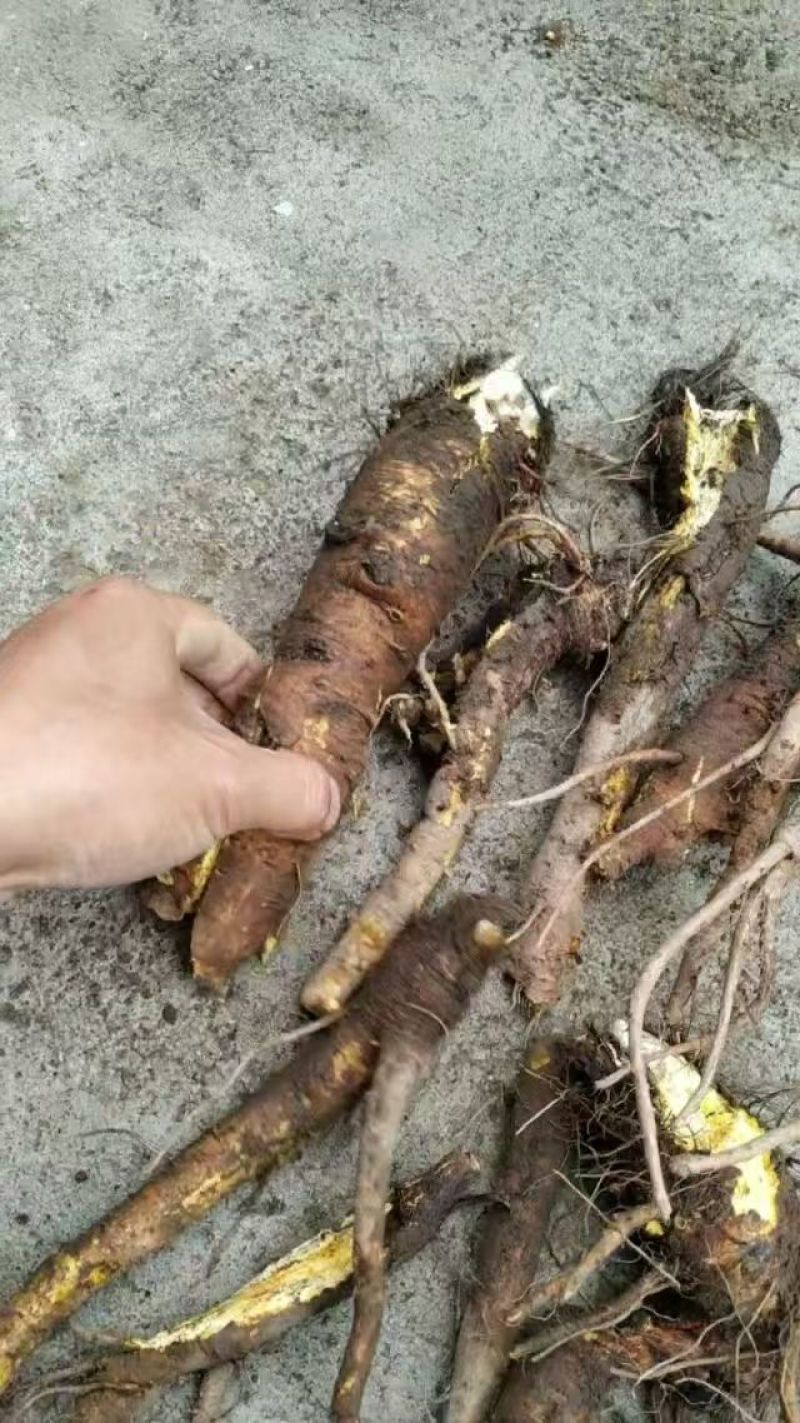 内江土大黄，大量现货速发，产品保质保量，欢迎老板选购
