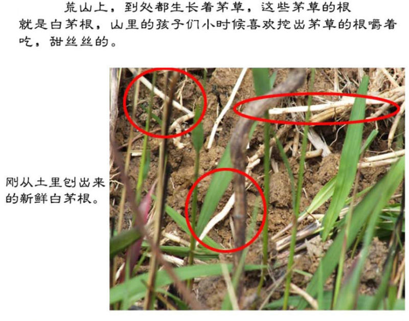 白茅根新货中药材水洗白茅根茶白毛根甜草根坚草根干品无硫多