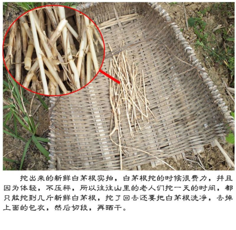 白茅根新货中药材水洗白茅根茶白毛根甜草根坚草根干品无硫多