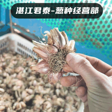 湛江徐闻白铁杆葱头葱种香葱种子高苗小香葱批发耐高温红葱头