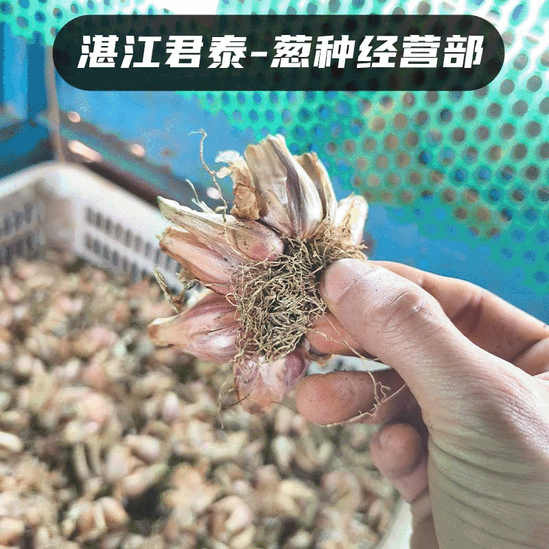 湛江徐闻白铁杆葱头葱种香葱种子高苗小香葱批发耐高温红葱头