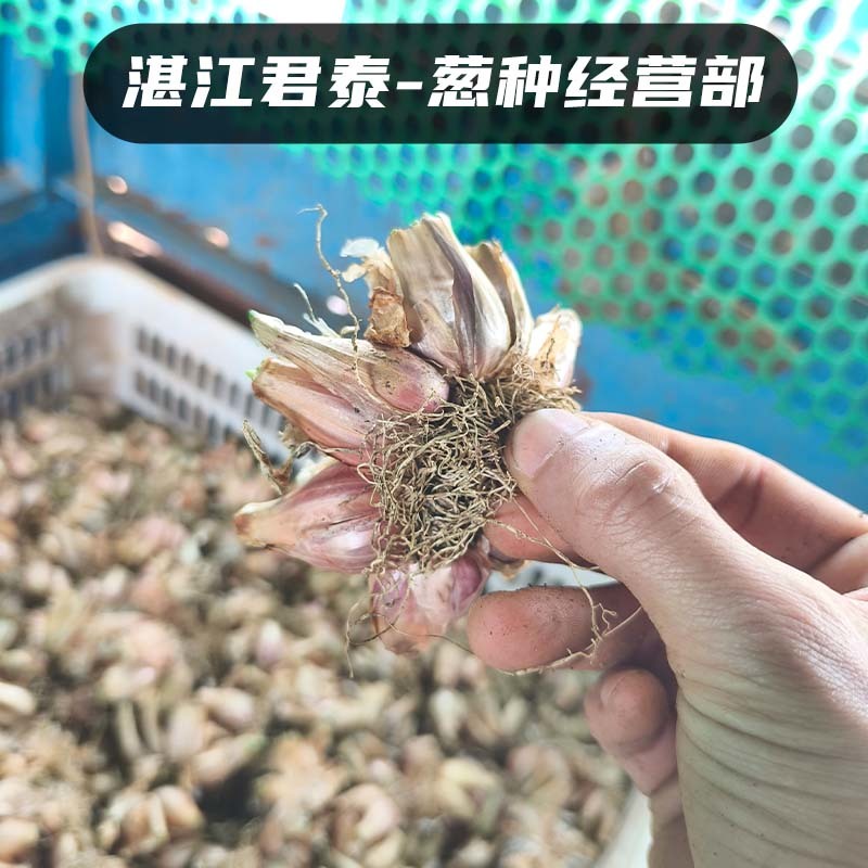 湛江徐闻白铁杆葱头葱种香葱种子高苗小香葱批发耐高温红葱头