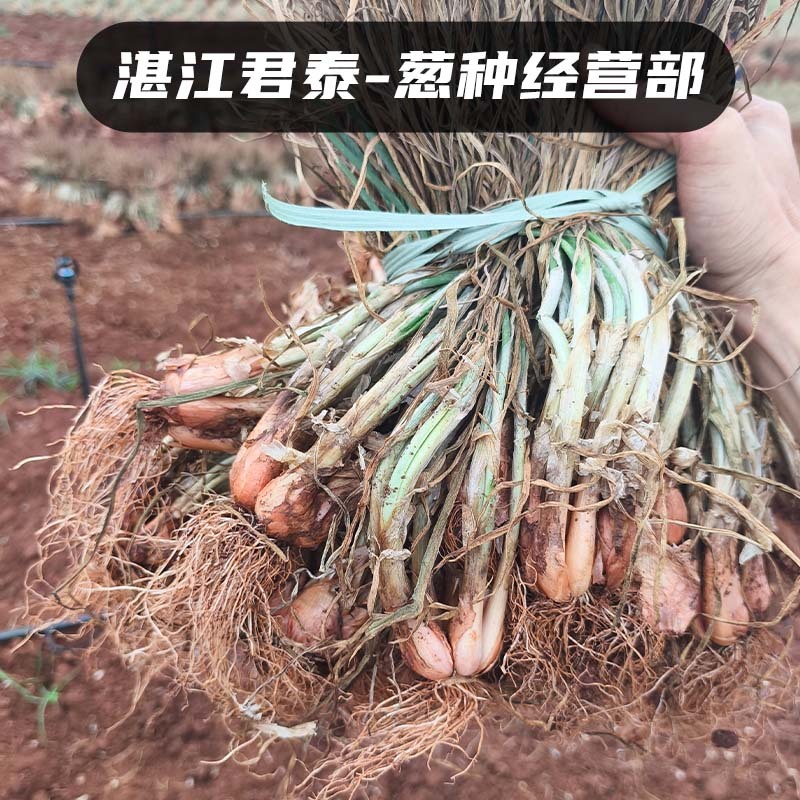 湛江徐闻白铁杆葱头葱种香葱种子高苗小香葱批发耐高温红葱头
