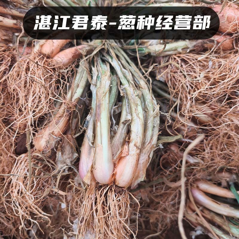 湛江徐闻白铁杆葱头葱种香葱种子高苗小香葱批发耐高温红葱头