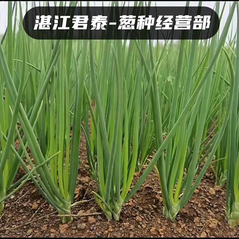 湛江徐闻白铁杆葱头葱种香葱种子高苗小香葱批发耐高温红葱头